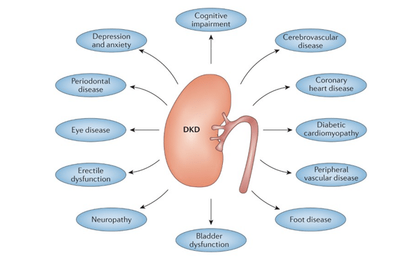 2. Diabetic Kidney Disease